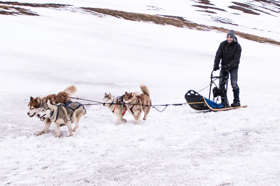 Husky excursie IJsland