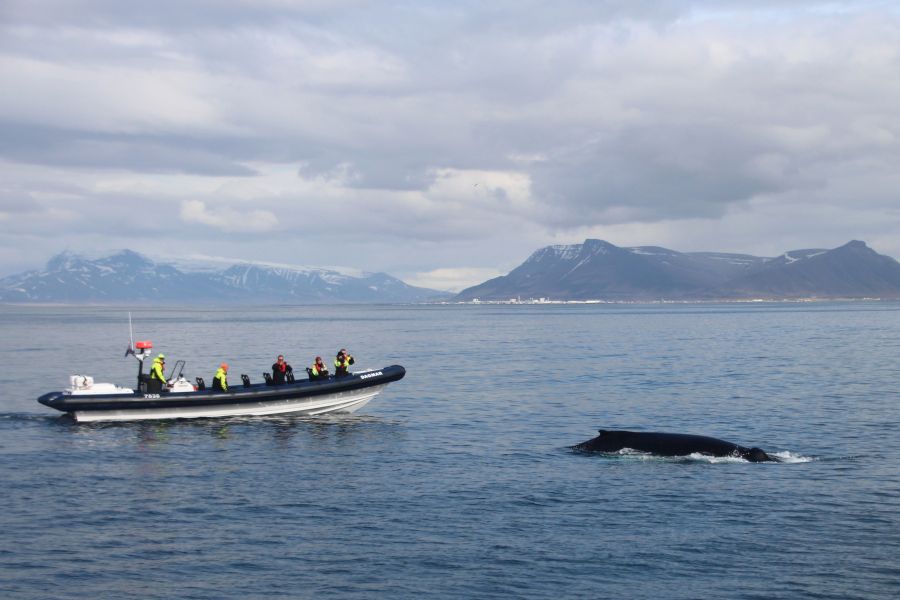 Whale Watching Autorondreis IJsland