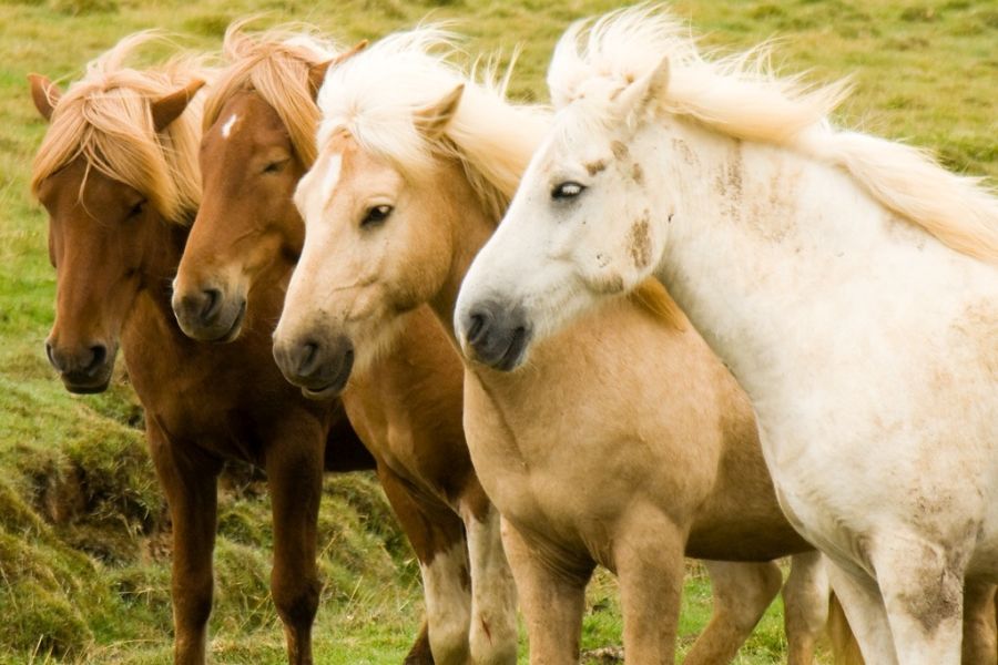 IJslandse paarden Autorondreis IJsland