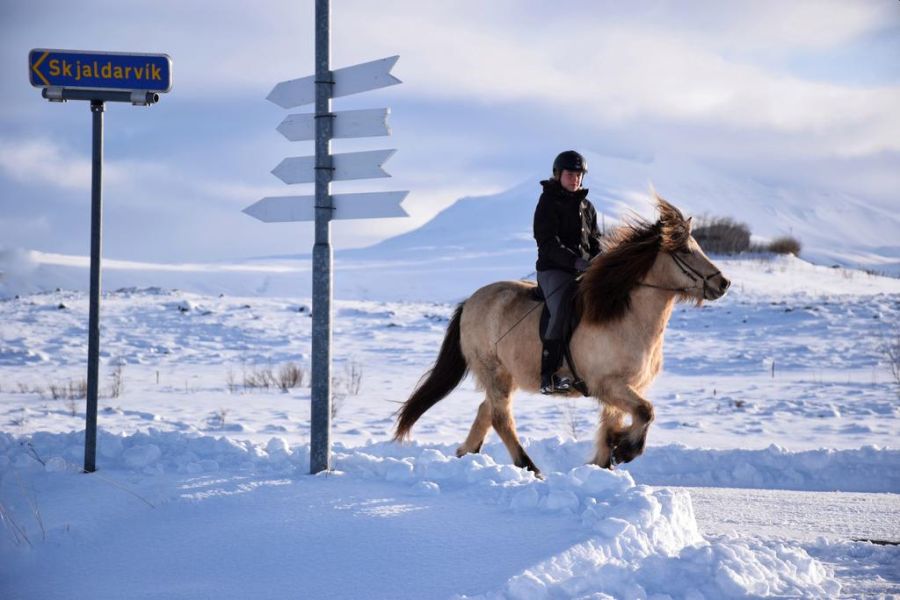 Paardrijden winter IJsland