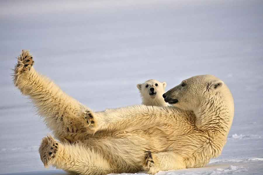 IJsbeer met jong op Spitsbergen
