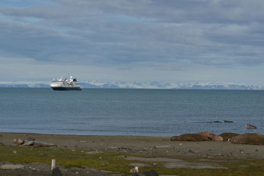 Walrussen bij Kapp Lee, Edgeoya in Ziuidoost Spitsbergen