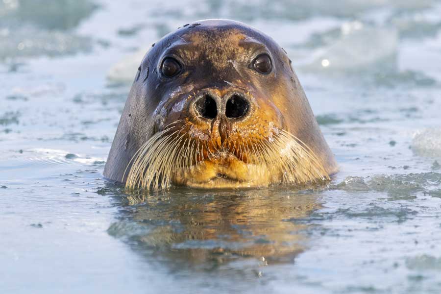 Zeehonden bij de Monacobreen