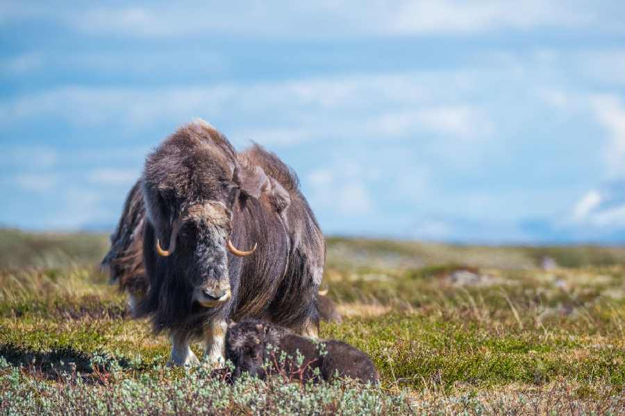 Een muskusos op de Dovrefjell tijdens een Dovrefjell muskusossensafari.
