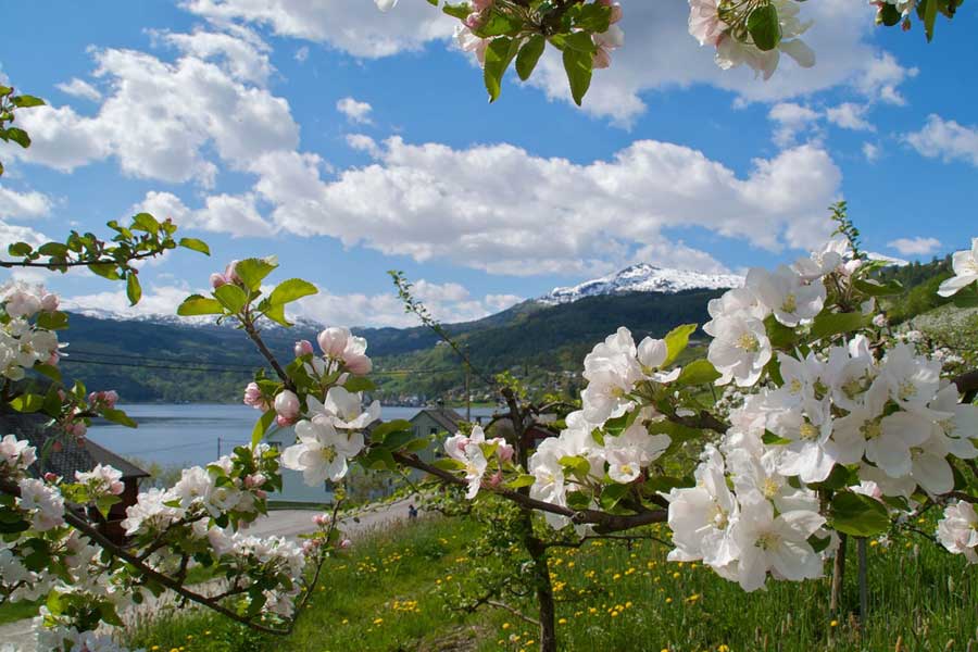 Fruitboom Hardanger