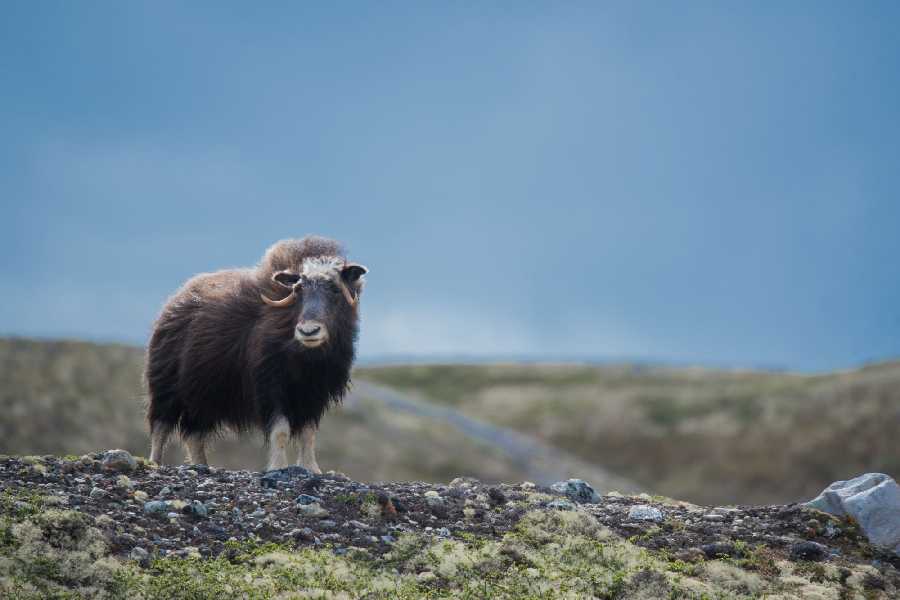 Dovrefjell Muskusos Safari