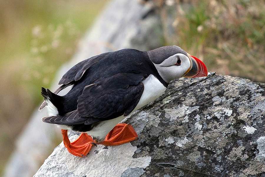 Wildlife Sea Safari incl. Runde vogelreservaat