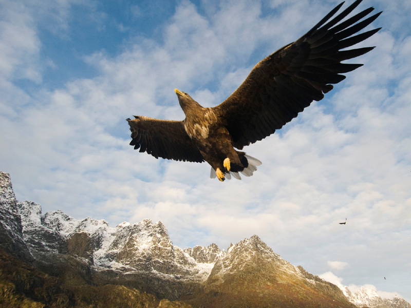 Zeearendsafari per RIB-boot, Svolvær