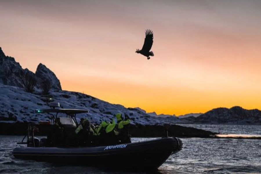 Zeearendsafari per RIB-boot, Svolvær