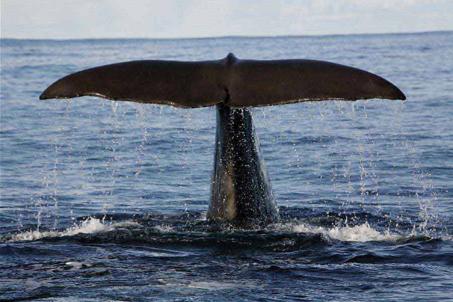 Andenes Whalesafari