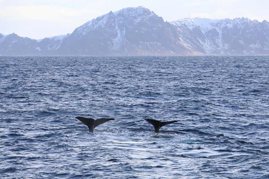 Andenes Whalesafari