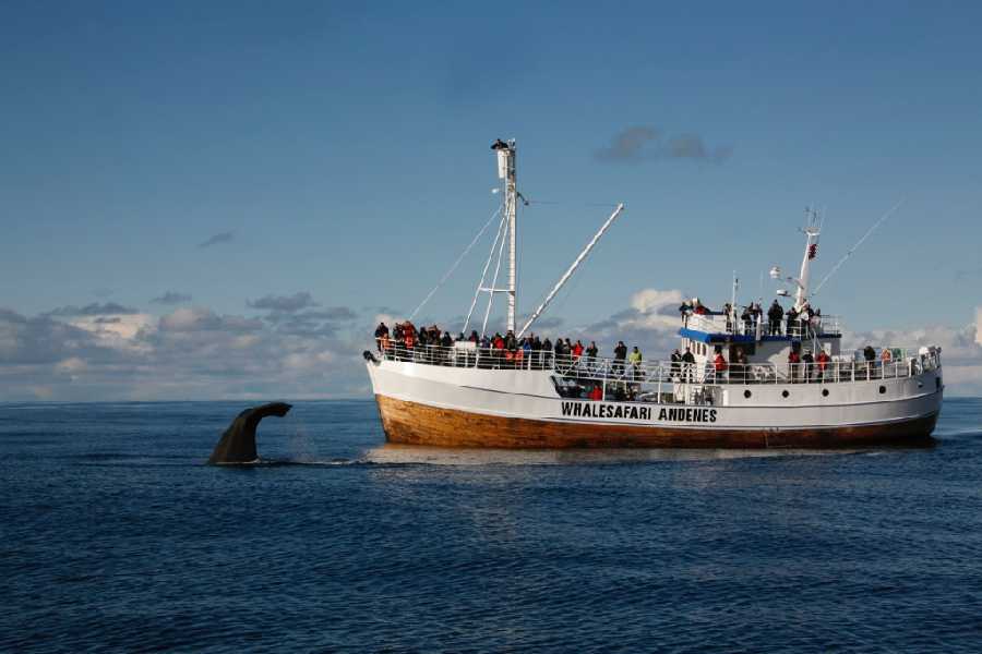 Andenes Whalesafari