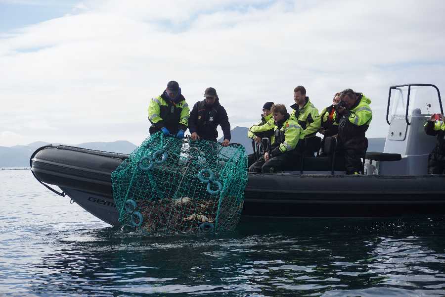 King crab RIB-safari Honningsvåg