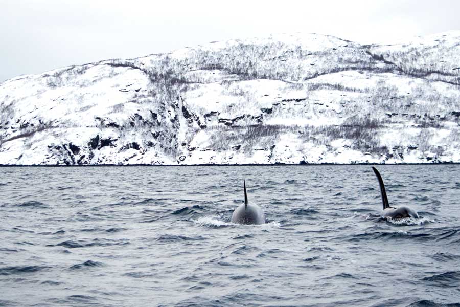Orkas Rodne Fjord Cruises met BBI Travel