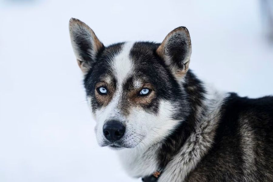 Tromsø Huskysafari bij Camp Tamok voor gevorderden