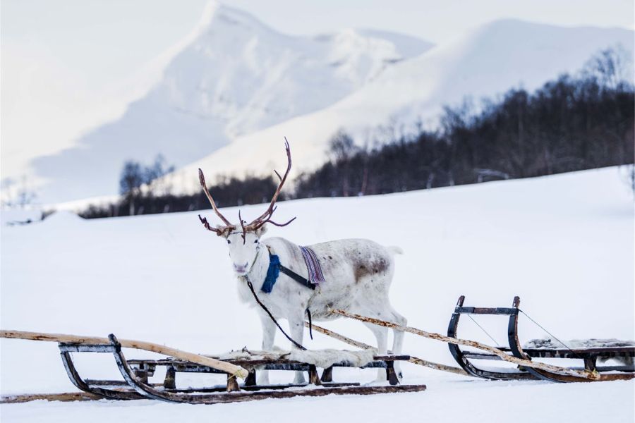 Tromsø Rendiersafari bij Camp Tamok 