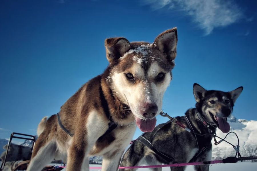 Tromsø Huskysafari Fun & Easy Breivikeidet