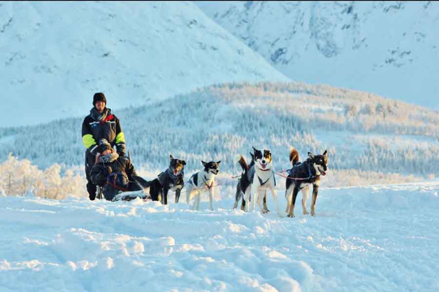 husky slee Breivikeidet met BBI Travel
