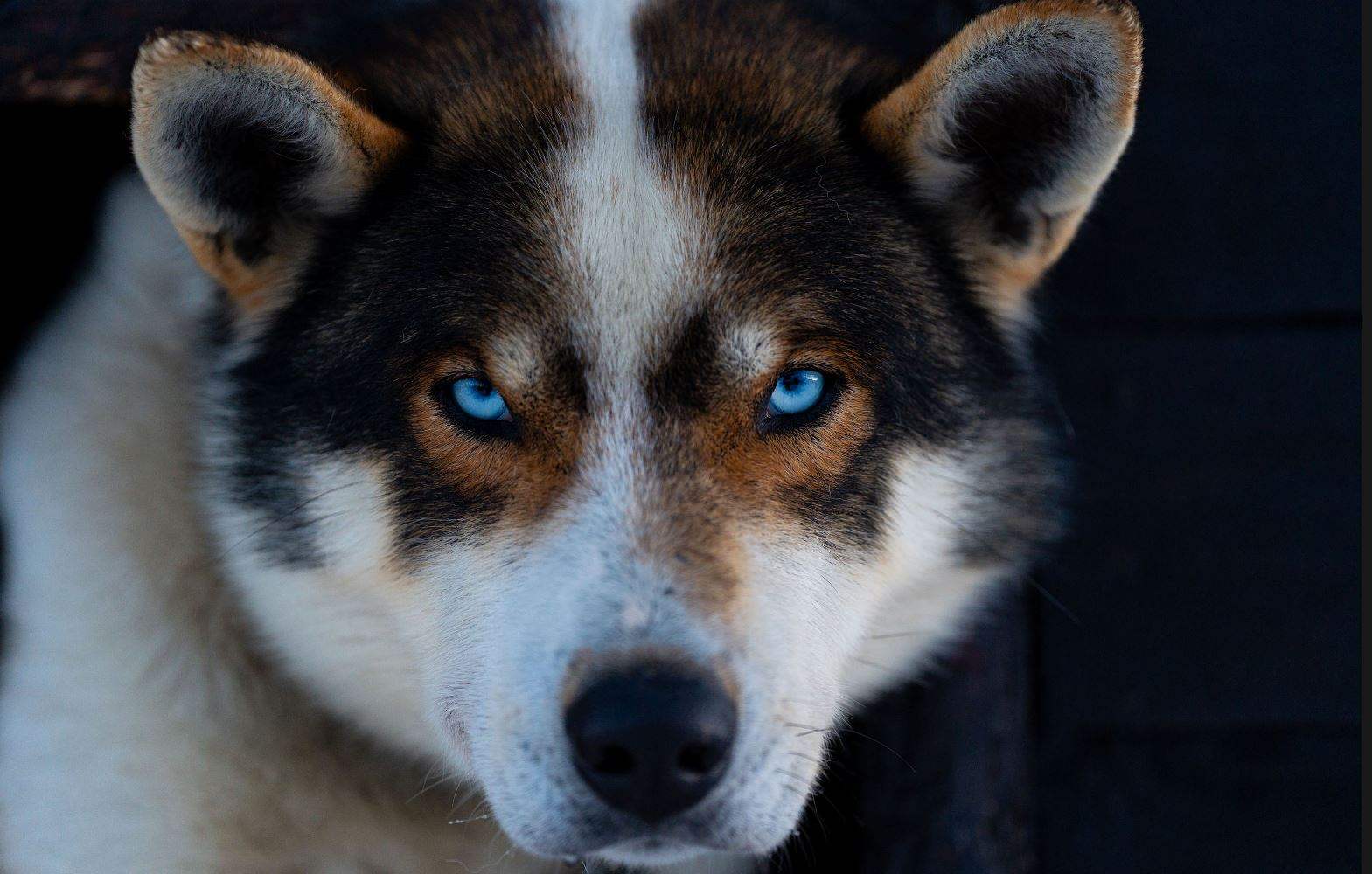 Tromsø Huskysafari avontuur bij Tamokhuset afbeelding 1