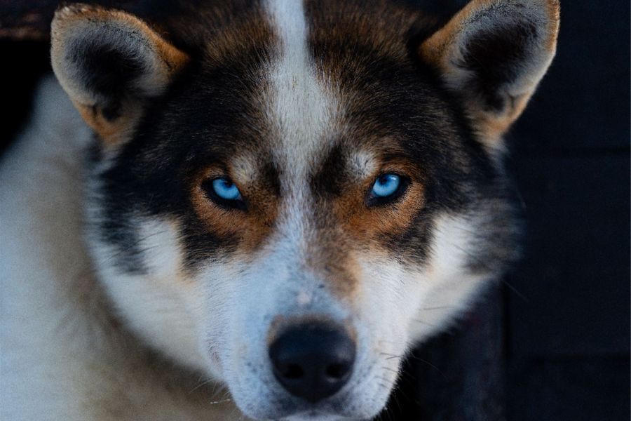 Tromsø Huskysafari avontuur bij Tamokhuset