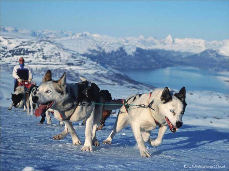 Huskysafari bij Malangen Resort 