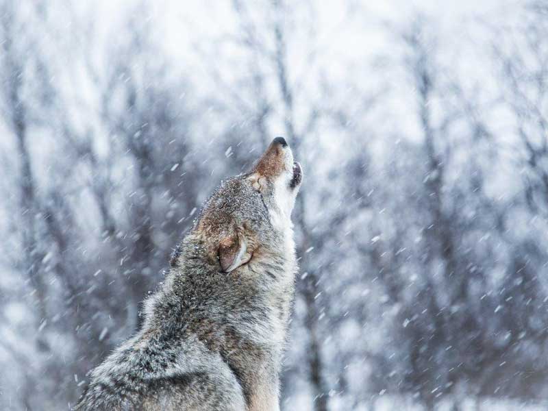 Polar Park