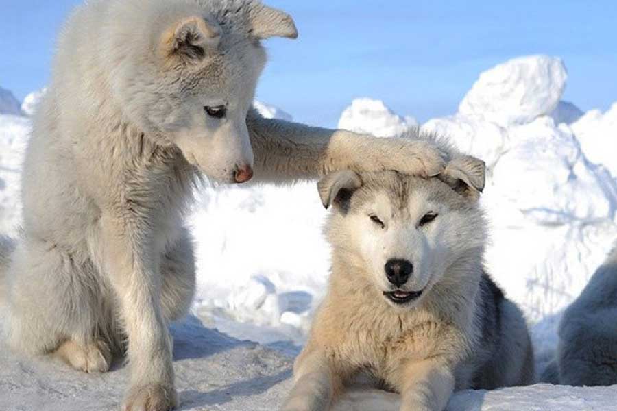 Korte Huskysafari Trysil - 1 uur