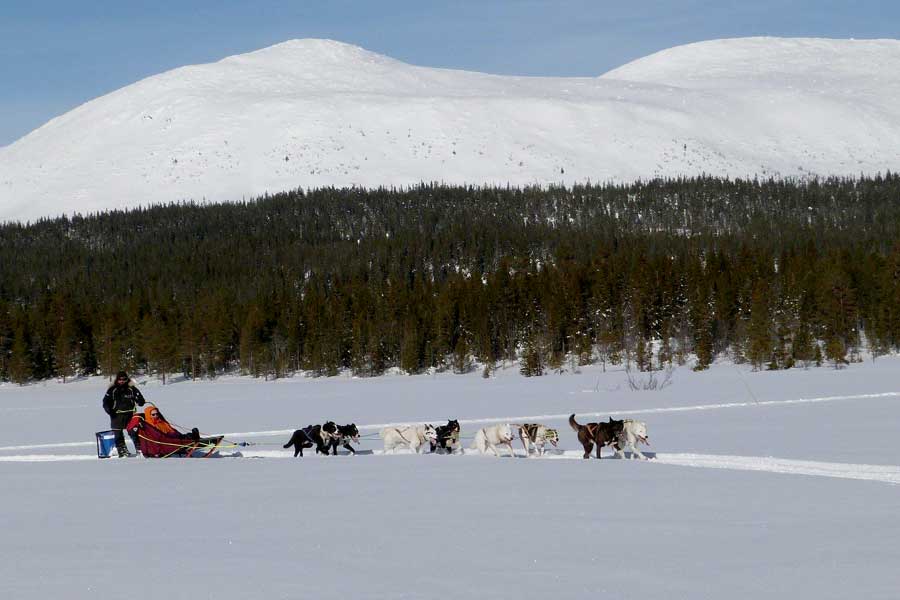 Korte Huskysafari Trysil - 1 uur