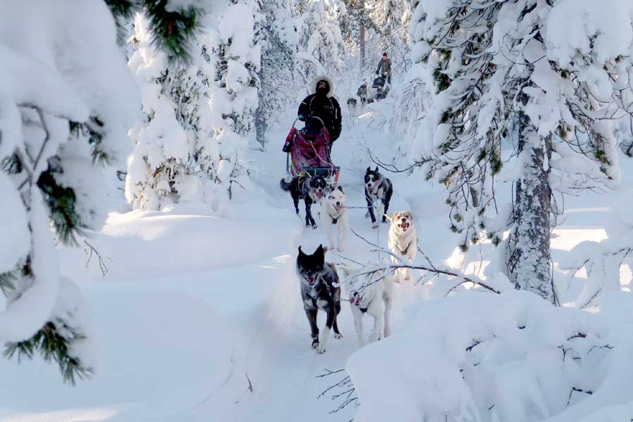 Lange huskysafari Trysil - 2 uur