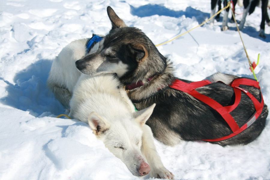 Huskies liggen in de sneeuw