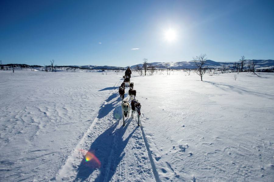 Huskytocht in de sneeuw in Hardangervidda