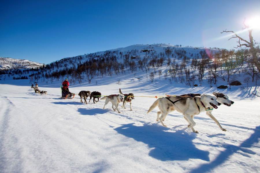 Lange huskysafari Haukeli - 2,5 uur