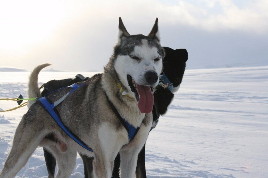 aHonden genieten van het mooie weer tijdens een huskytocht