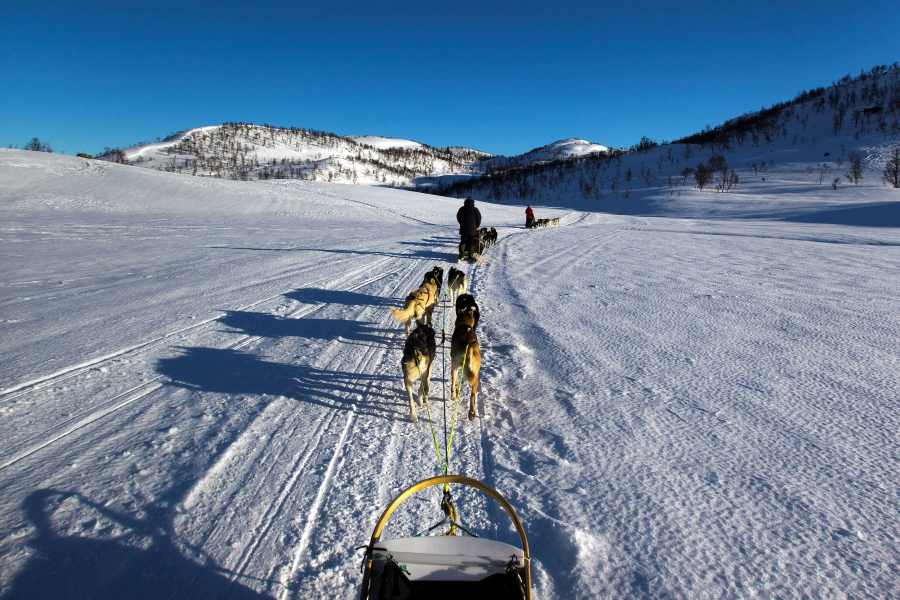 Huskytocht in de sneeuw in Hardangervidda