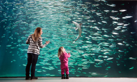 2D Atlanterhavsparken Aquarium en Mount Aksla (02nov - 01jun) afbeelding
