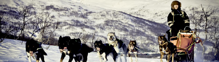 5B Tromsø Huskysafari (01dec - 04mei) afbeelding