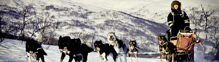 Vakantie Tromsø Huskysafari bij Camp Tamok in Diversen (Noorwegen Winter, Noorwegen)