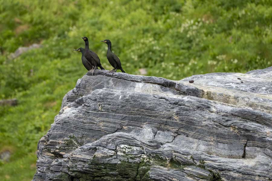 6B Gjesvaerstappan Vogelsafari (06apr - 05sept) afbeelding