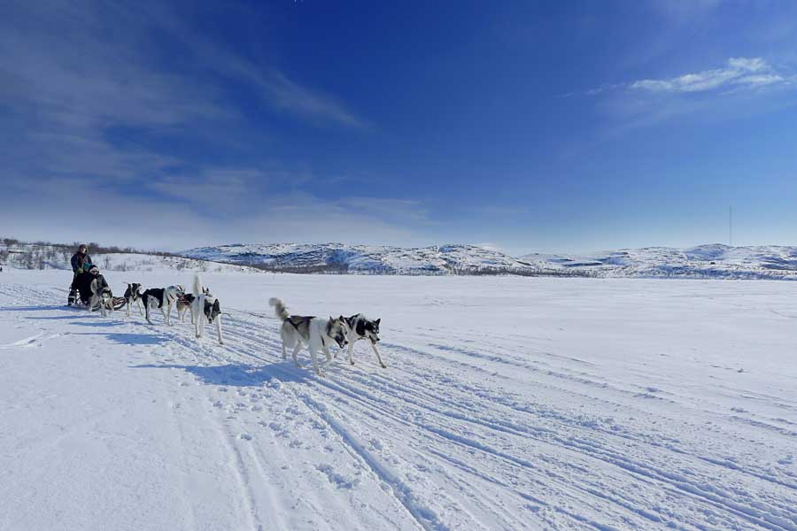 Hurtigruten excursie Huskysafari Kirkenes met BBI Travel