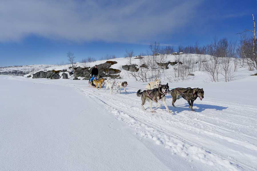 Hurtigruten excursie Huskysafari Kirkenes met BBI Travel