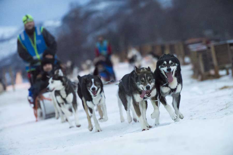 Hurtigruten excursie Huskysafari Kirkenes met BBI Travel