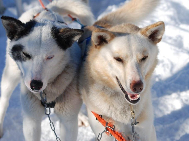 Blije husky�s in de sneeuw