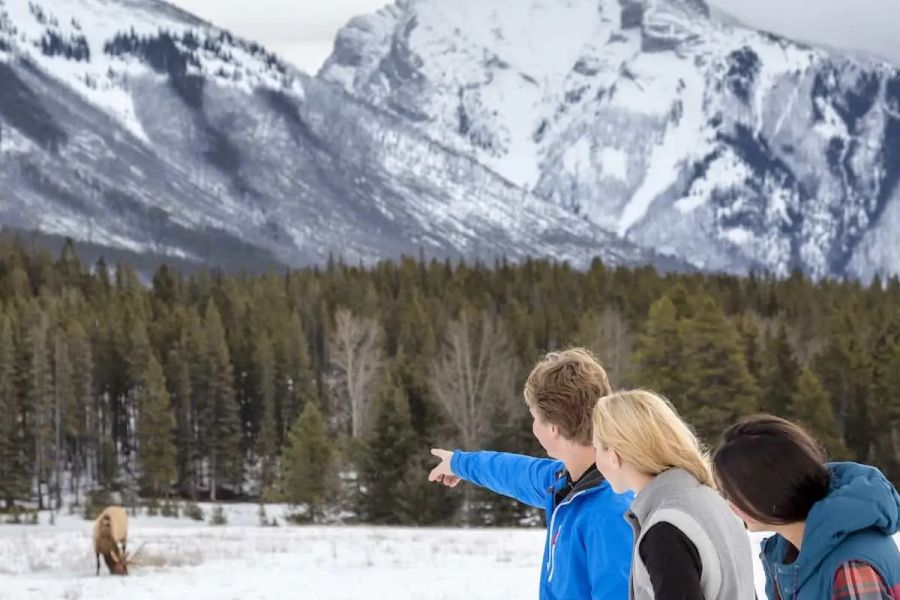 Ontdek Banff & Wildlife Tour