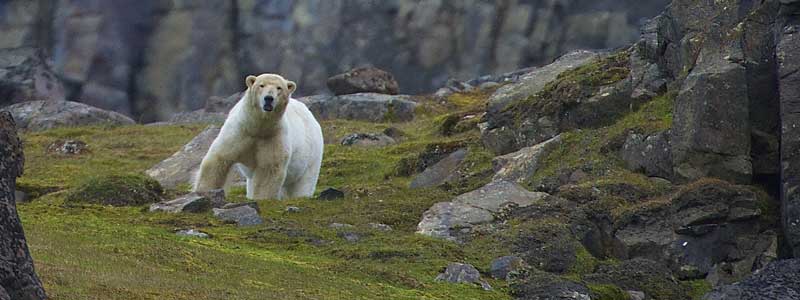 IJsbeer in de ongerepte natuur tijdens Hurtigruten reis