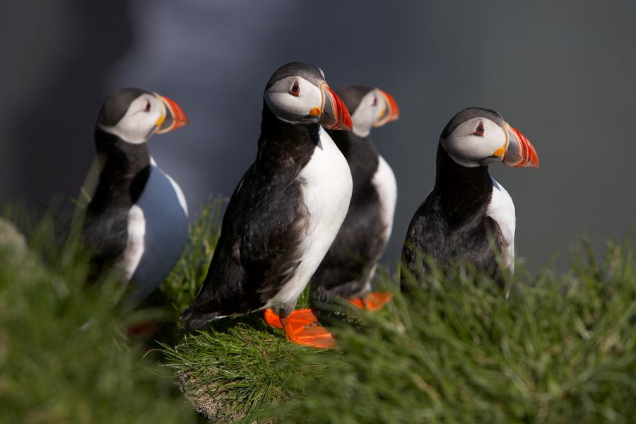 Papegaaiduikers Borgarfjordur Eystri Oost-IJsland