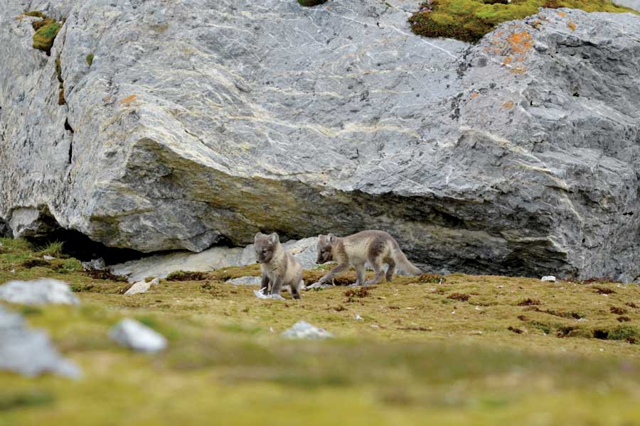 Poolvos jongen spelen op bij Bellsund