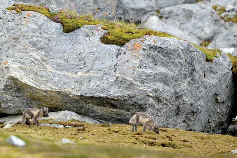 Poolvoswelpen op Spitsbergen