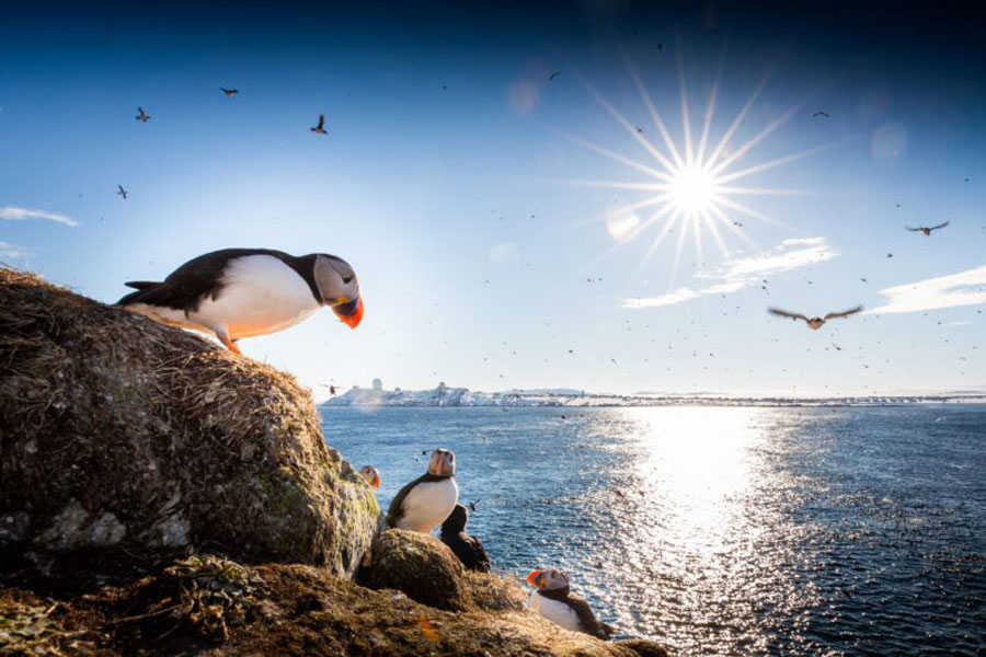 Twee puffins op Runde Vogelreservaat