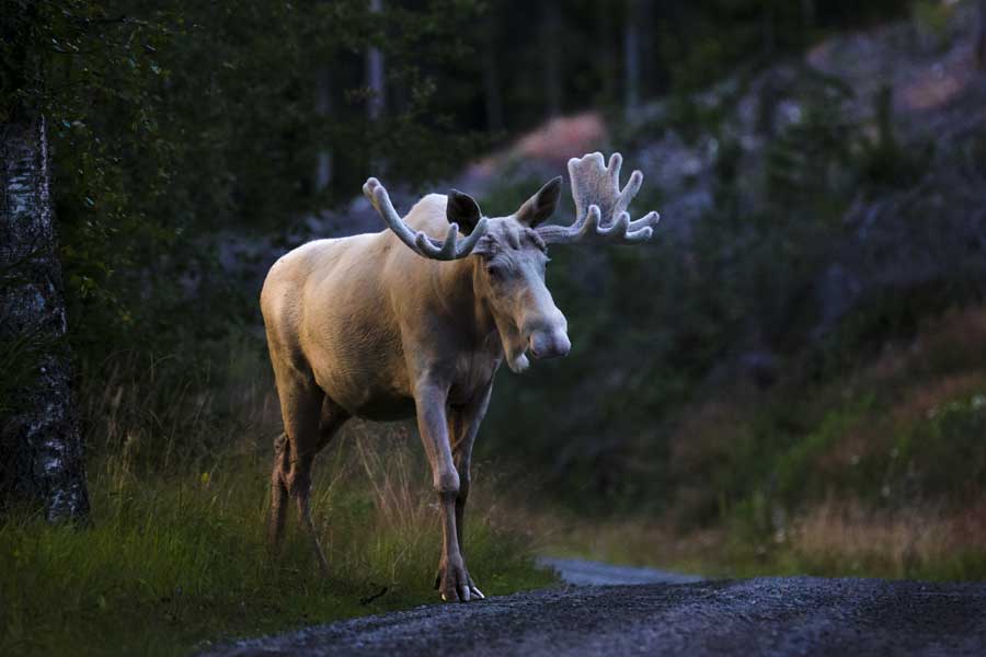 Witte Moose Värmland, Zweden