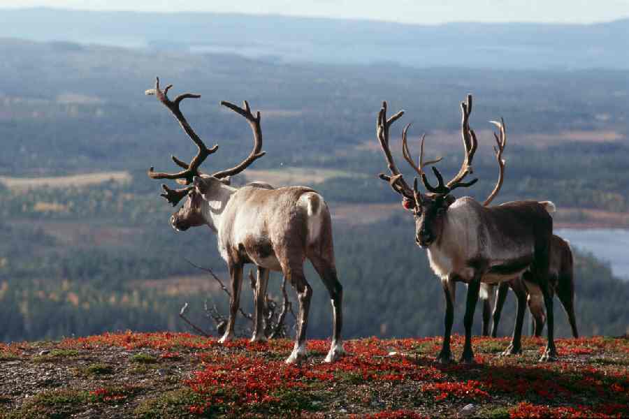 Rendieren in Inari
